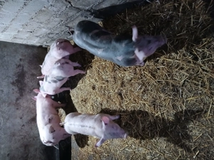 Porci de vînzare  - imagine 4