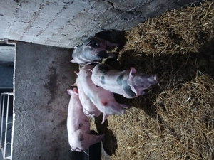 Porci de vînzare  - imagine 5