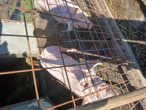 Porci de vînzare  - imagine 3