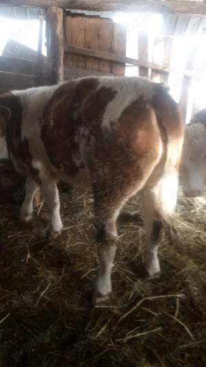 Vând vaci ! Rasa bălțată românească ! - imagine 4