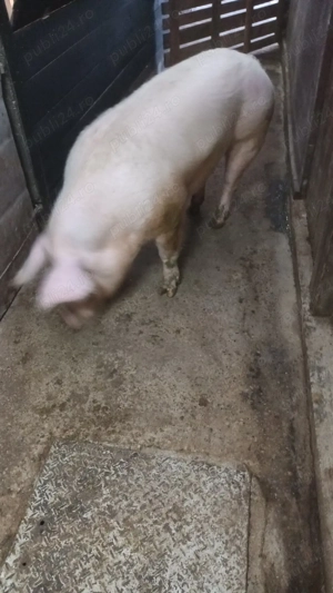 Vand Vier  - imagine 3