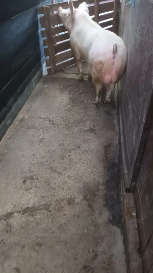 Vand Vier  - imagine 2