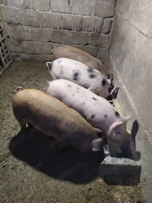 Purcei Mix - imagine 2