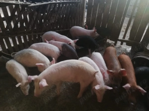 De vânzare 10 purcei - imagine 2