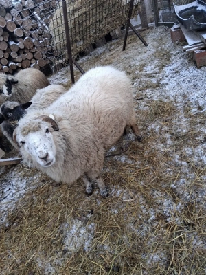 De vănzare Schimb  - imagine 3