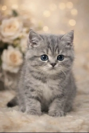 Pisica British Shorthair - imagine 2