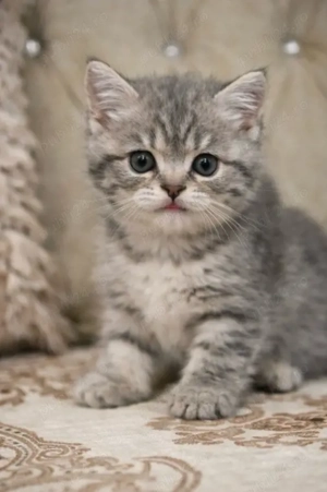 Pisica British Shorthair - imagine 4