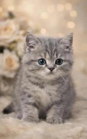 Pisica British Shorthair - imagine 3
