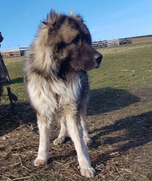 Vand cane ciobanesc tanar 