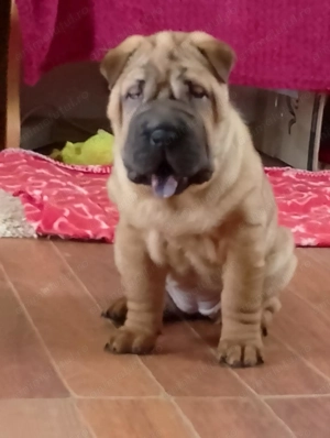 Sharpei disponibili - imagine 2