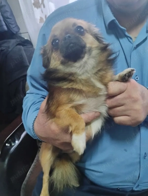 Vând căței Chihuahua 