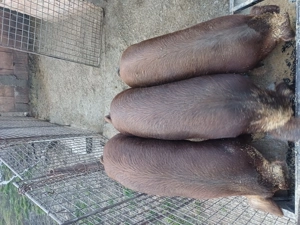 Vand soldani duroc original - imagine 3