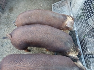 Vand soldani duroc original - imagine 4