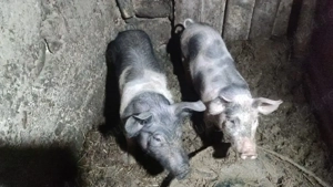 purcei de vanzare - imagine 4