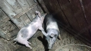 purcei de vanzare - imagine 2