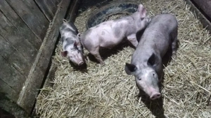 purcei de vanzare - imagine 5