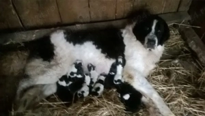 Pui Ciobanesc De bucovina 