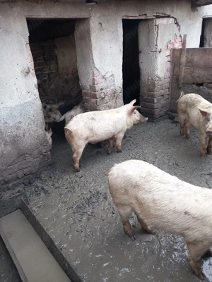 grasuni de vanzare - imagine 2