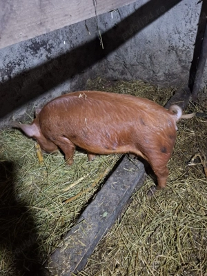 de vanzare - imagine 2