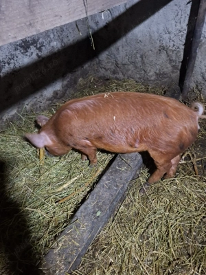 de vanzare - imagine 5