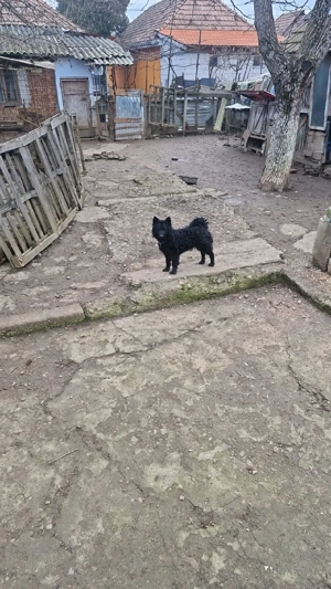 Vănd câini de inturnat oile - imagine 3