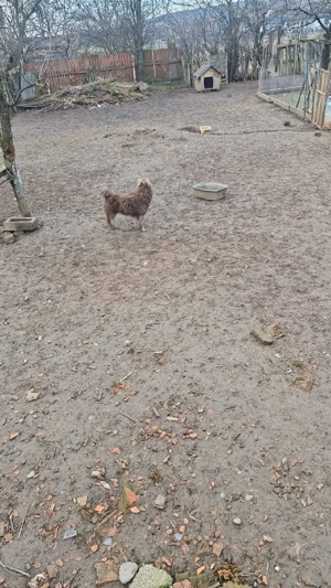 Vănd câini de inturnat oile - imagine 4