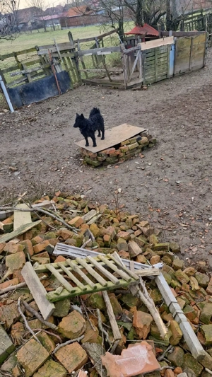 Vănd câini de inturnat oile - imagine 2