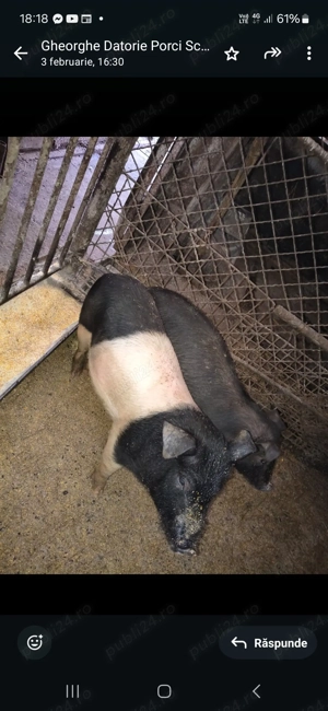 Bazna foarte frumoși 