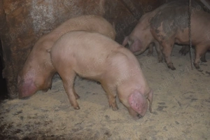 Porci de Țara!! - imagine 2