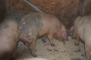 Porci de Țara!! - imagine 3