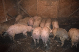 Porci de Țara vanzare !!