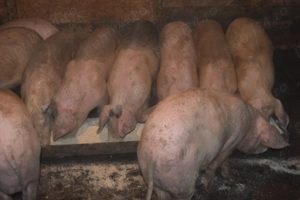 Porci de Țara vanzare !! - imagine 3