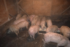 Porci de Țara vanzare !! - imagine 2