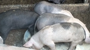 Purcei si grasuni preț de la 350 lei - imagine 3