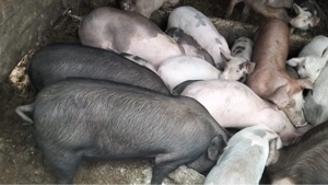 Purcei si grasuni preț de la 350 lei - imagine 4