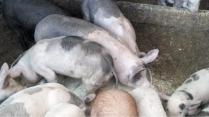 Purcei si grasuni preț de la 350 lei - imagine 2