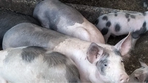 Purcei si grasuni preț de la 350 lei