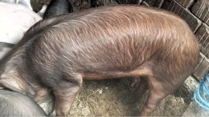 Purcei si grasuni preț de la 350 lei - imagine 5