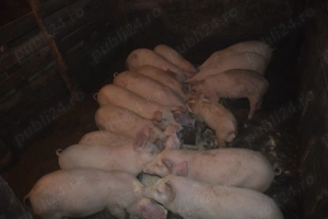 De vanzare Porci de Țara!!