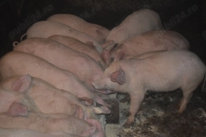 De vanzare Porci de Țara!! - imagine 2