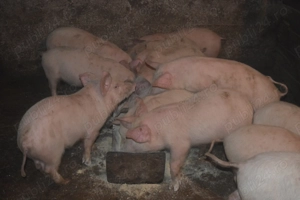 De vanzare Porci de Țara!! - imagine 2