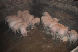 De vanzare Porci de Țara!!