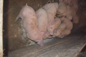 De vanzare Porci de Țara!! - imagine 3