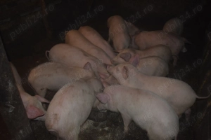 De vanzare Porci de Țara!! - imagine 5