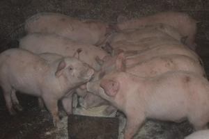 De vanzare Porci de Țara!! - imagine 4