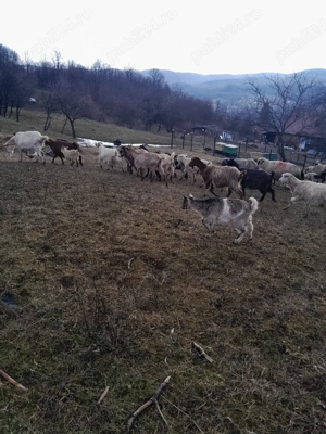 Capre  gestante  - imagine 3