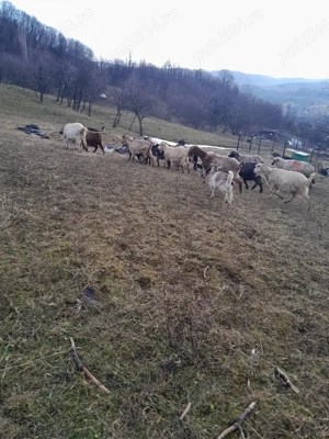 Capre  gestante  - imagine 2