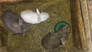 iepuri de vânzare  - imagine 2