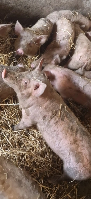 Vand 18 purcei de 12 saptamani 5300 lei negociabil toti