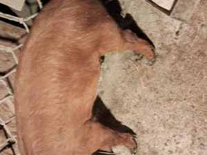 Vind soldanei rasa duroc.Castrati,deparazitati - imagine 3